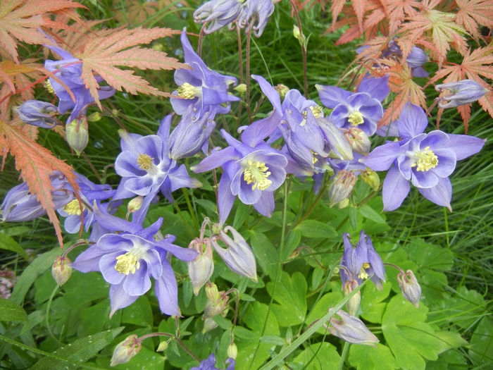 Aquilegia Blue (2014, May 02)