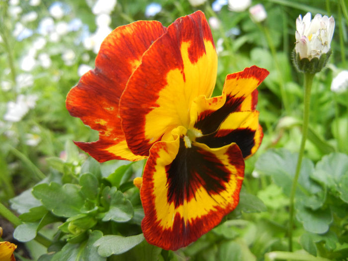 Pansy (2014, Aprill 28) - PANSY_Viola x wittrockiana