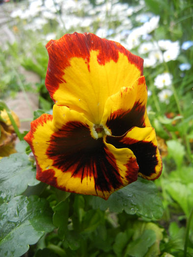 Pansy (2014, Aprill 30) - PANSY_Viola x wittrockiana