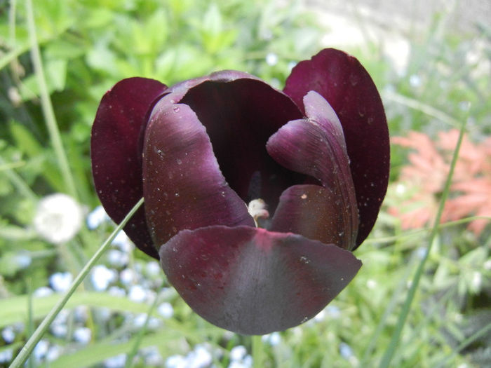 Tulipa Queen of Night (2014, April 30) Tulipa Queen of Night (2014, April 30)