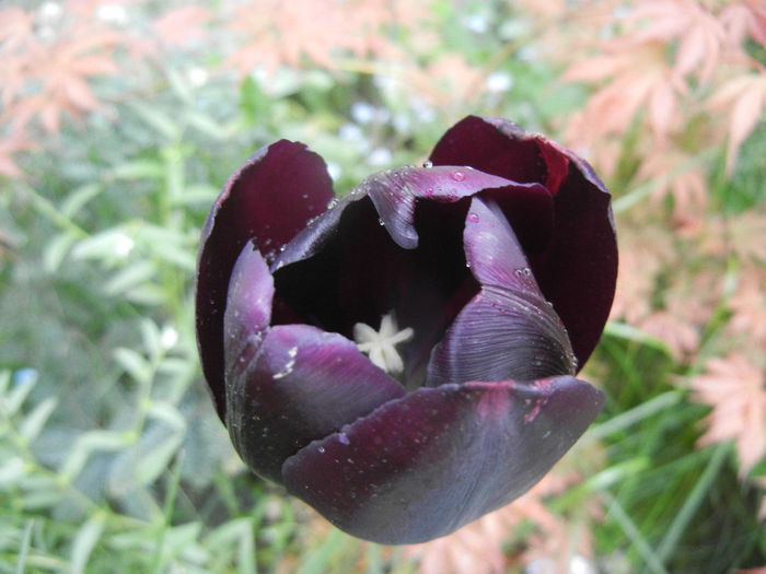 Tulipa Queen of Night (2014, April 30) Tulipa Queen of Night (2014, April 30)