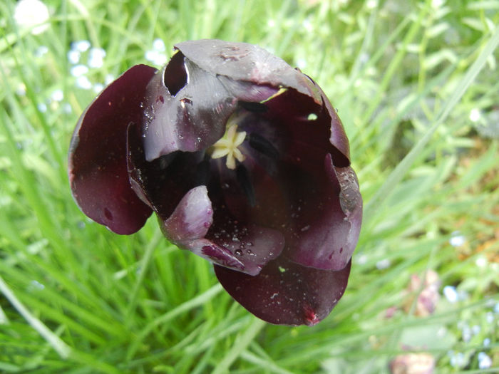 Tulipa Queen of Night (2014, April 30)