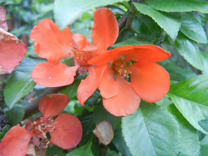 Chaenomeles japonica (2014, April 28) - Chaenomeles japonica