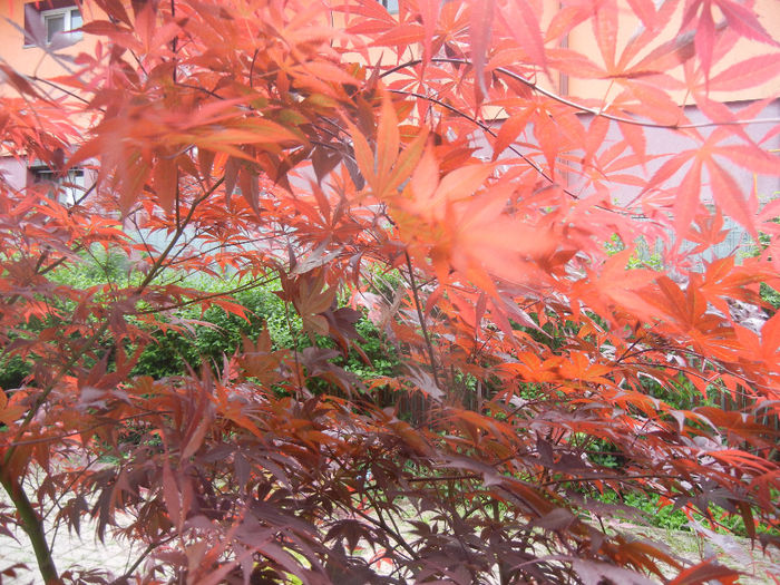 Acer palmatum Bloodgood (2014, Apr.30)