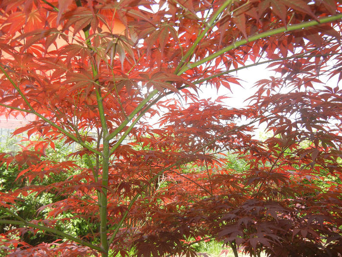 Acer palmatum Bloodgood (2014, May 02)