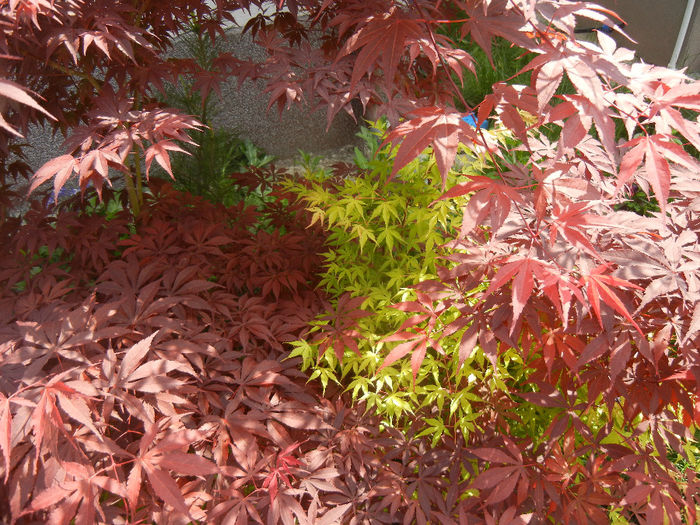 Acer Bloodgood & Katsura (2014, May 02) - Acer palmatum_Japanese Maples