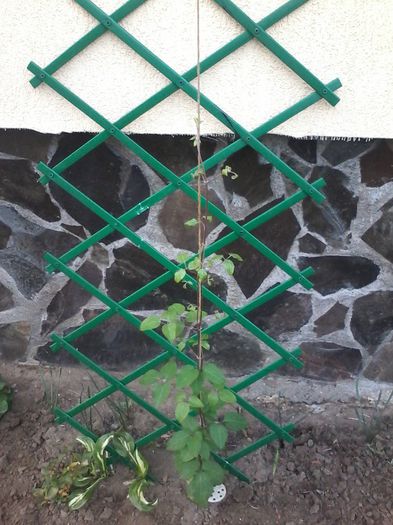 Mai 2014 019 - clematita 2014-2015-2016-2018-2019