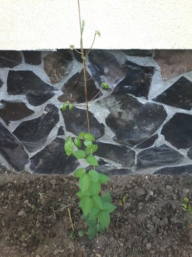 Mai 2014 021 - clematita 2014-2015-2016-2018-2019