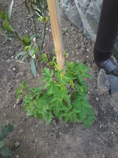 Mai 2014 023 - clematita 2014-2015-2016-2018-2019