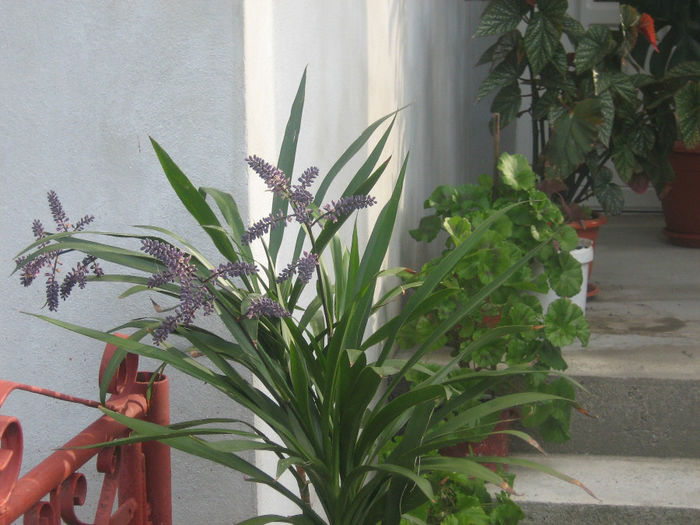 cordilyne stricta inflorita - Natura cu frumusetile ei