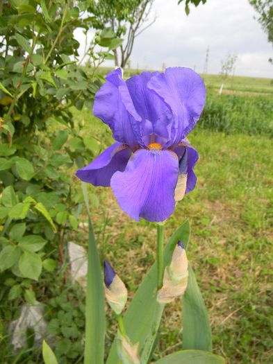Sierra Blue