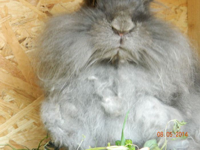 Picture 312 - iepuri angora