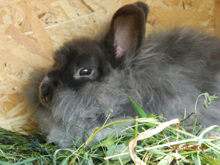 Picture 315 - iepuri angora