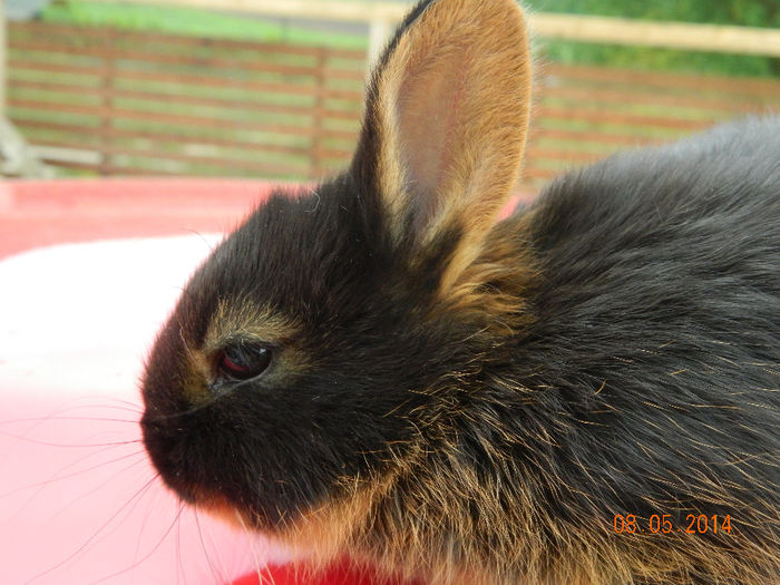 Picture 267 - IEPURI LOH PITIC