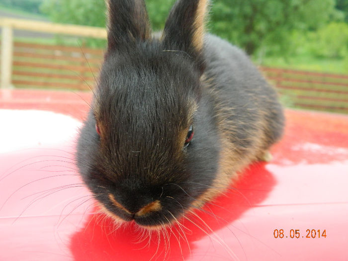 Picture 269 - IEPURI LOH PITIC