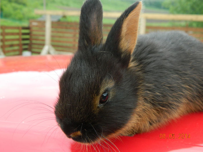 Picture 270 - IEPURI LOH PITIC