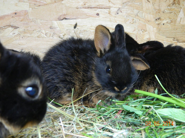 Picture 317 - IEPURI LOH PITIC