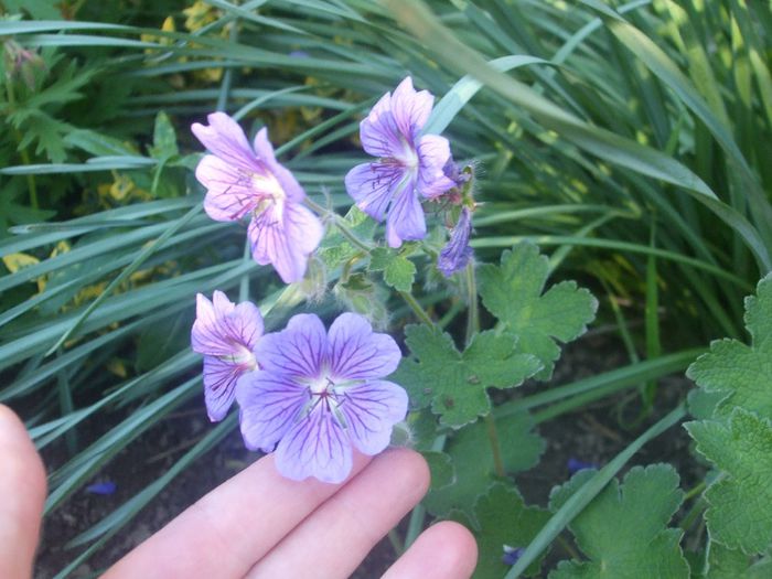 Geranium Terre Franche