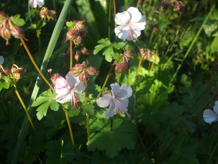 Geranium Biokovo