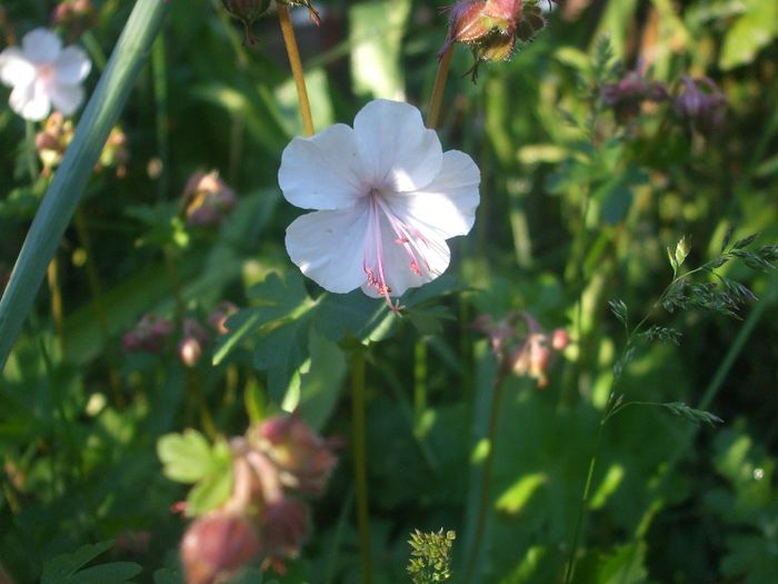 Geranium Biokovo