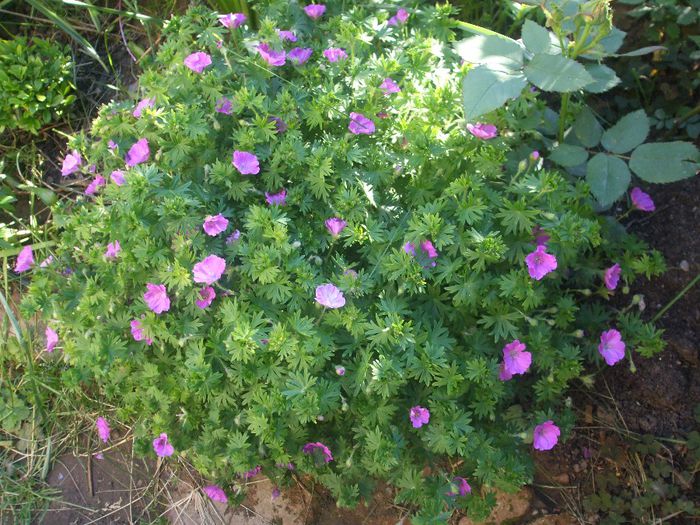 Geranium sanguineum