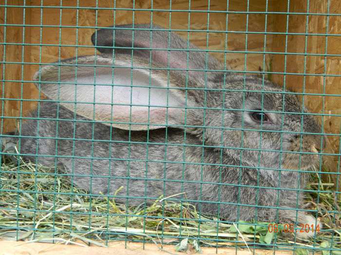 Picture 294 - iepuri urias german