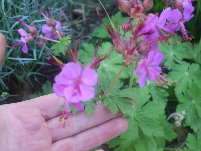 Geranium Czakor