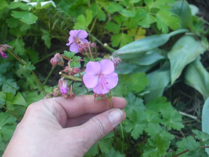 Geranium Karmina