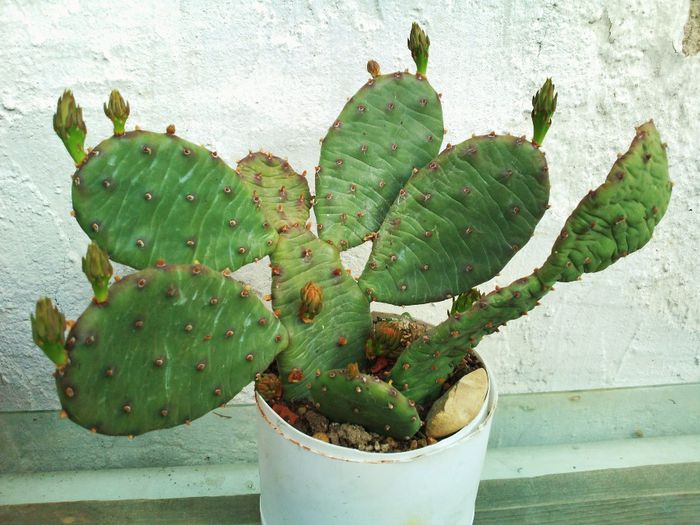 Opuntia compressa - Opuntia compressa