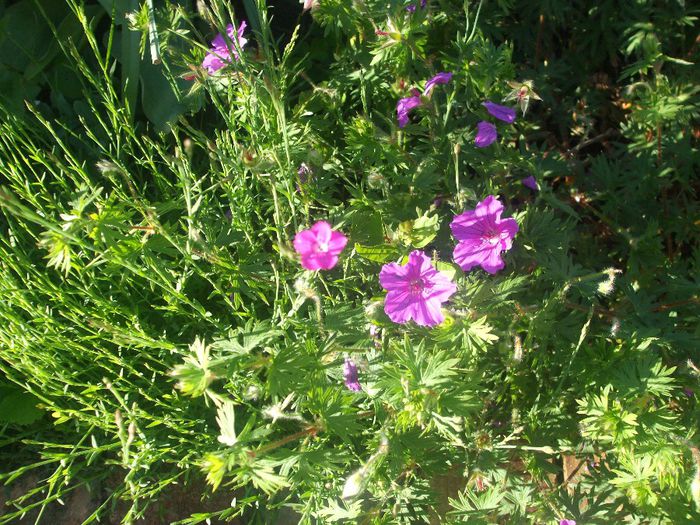 Geranium Tiny Monster