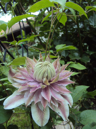 DSC03998 - 1 Clematite 2014
