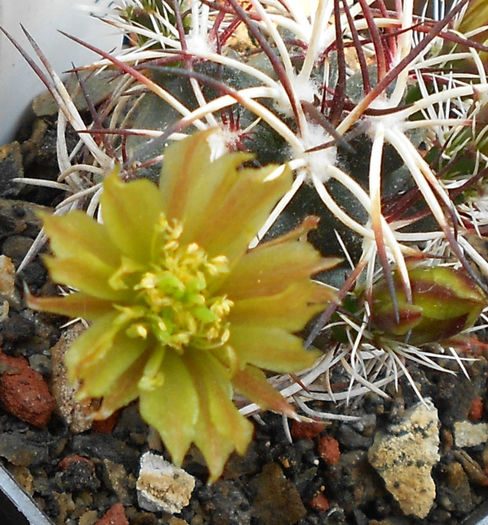 echinocereus davisii