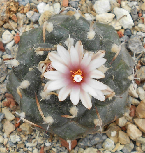 turbinicarpus bonatzii