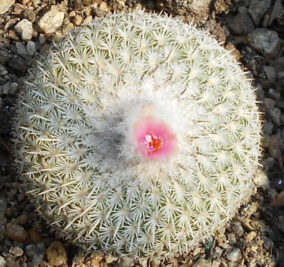 epithelantha unguispina