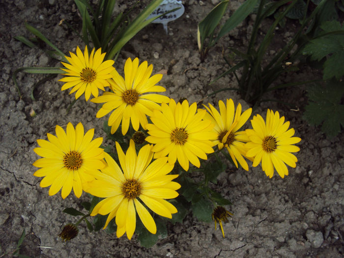 DSC03943 - 2014 Gradina