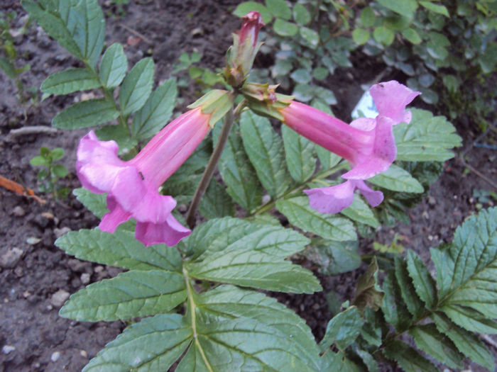 DSC03935 - 2014 Gradina