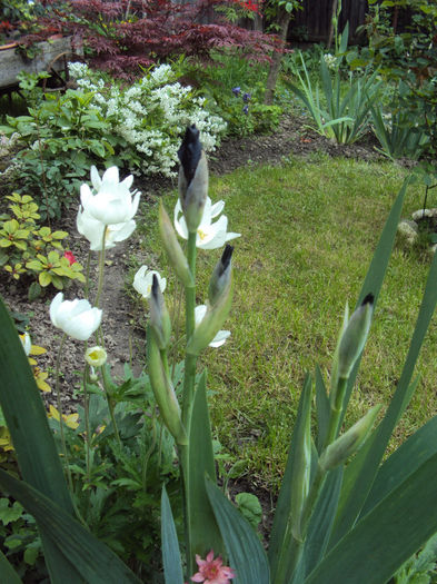 DSC03977 - 2014 Gradina