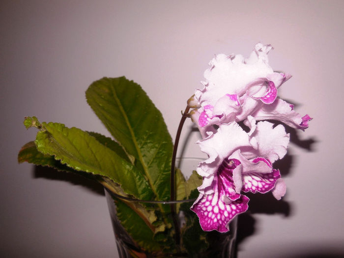 08 may 2014 - Streptocarpus