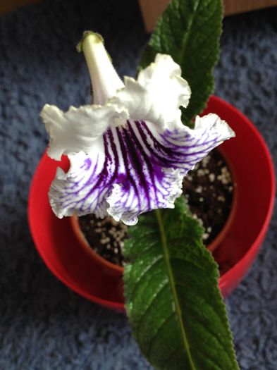 image - streptocarpus