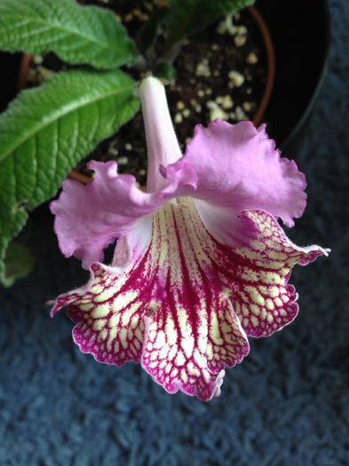 image - streptocarpus