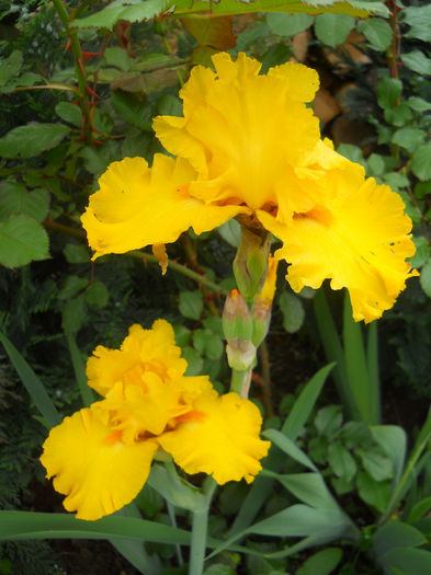 DSCN1791_003 - irisi 2014