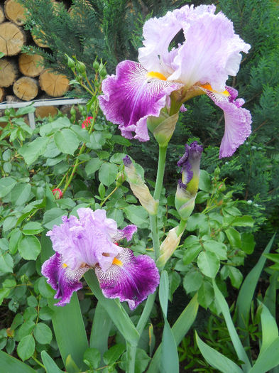 DSCN1793_005 - irisi 2014