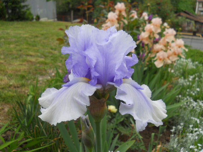 DSCN1878_090 - irisi 2014