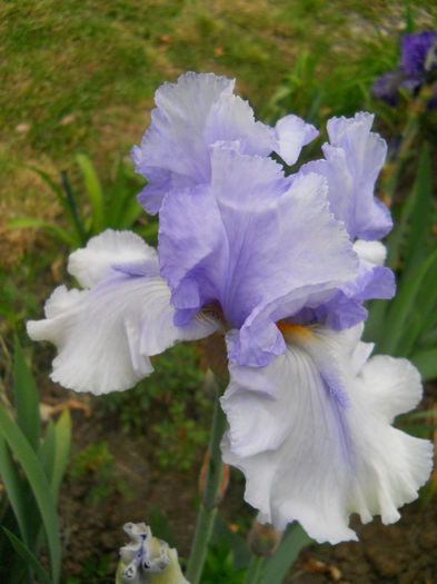 Eagle Control - irisi 2014