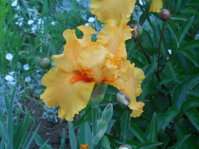 DSCN1817_029 - irisi 2014
