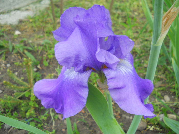 DSCN1835_047 - irisi 2014