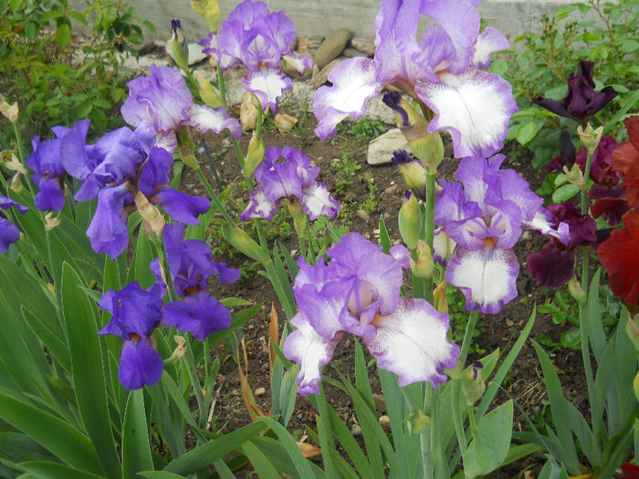 DSCN1838_050 - irisi 2014