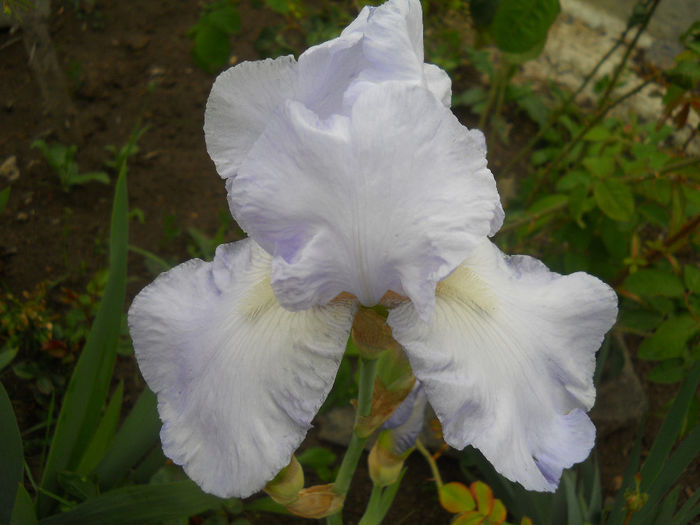 Music Maker - irisi 2014