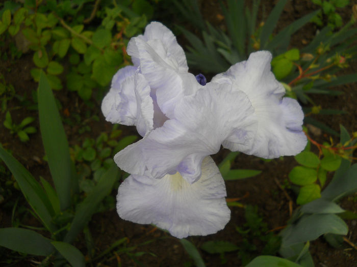 DSCN1844_056 - irisi 2014