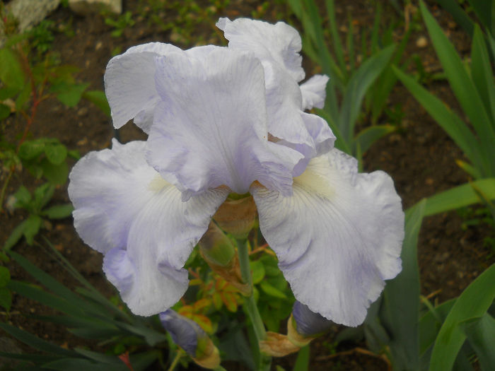 DSCN1860_072 - irisi 2014